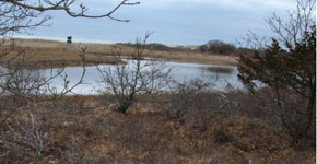 Salt Marsh Ecosystems