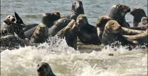 Seals & Sharks